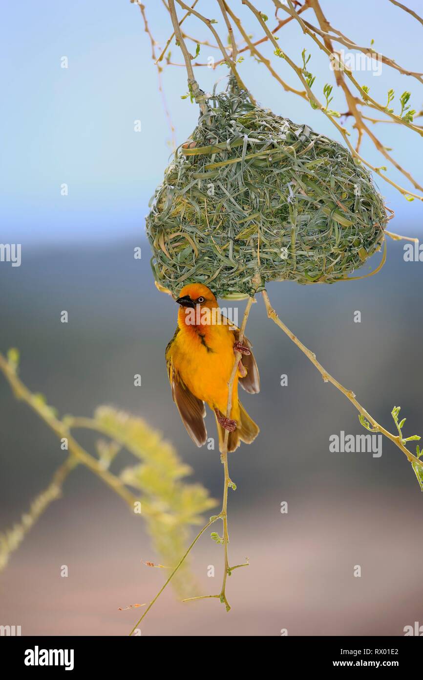 Cape Weaver (Ploceus capensis), adult male at nest, courtship display, Little Karoo, Western Cape, South Africa Stock Photo