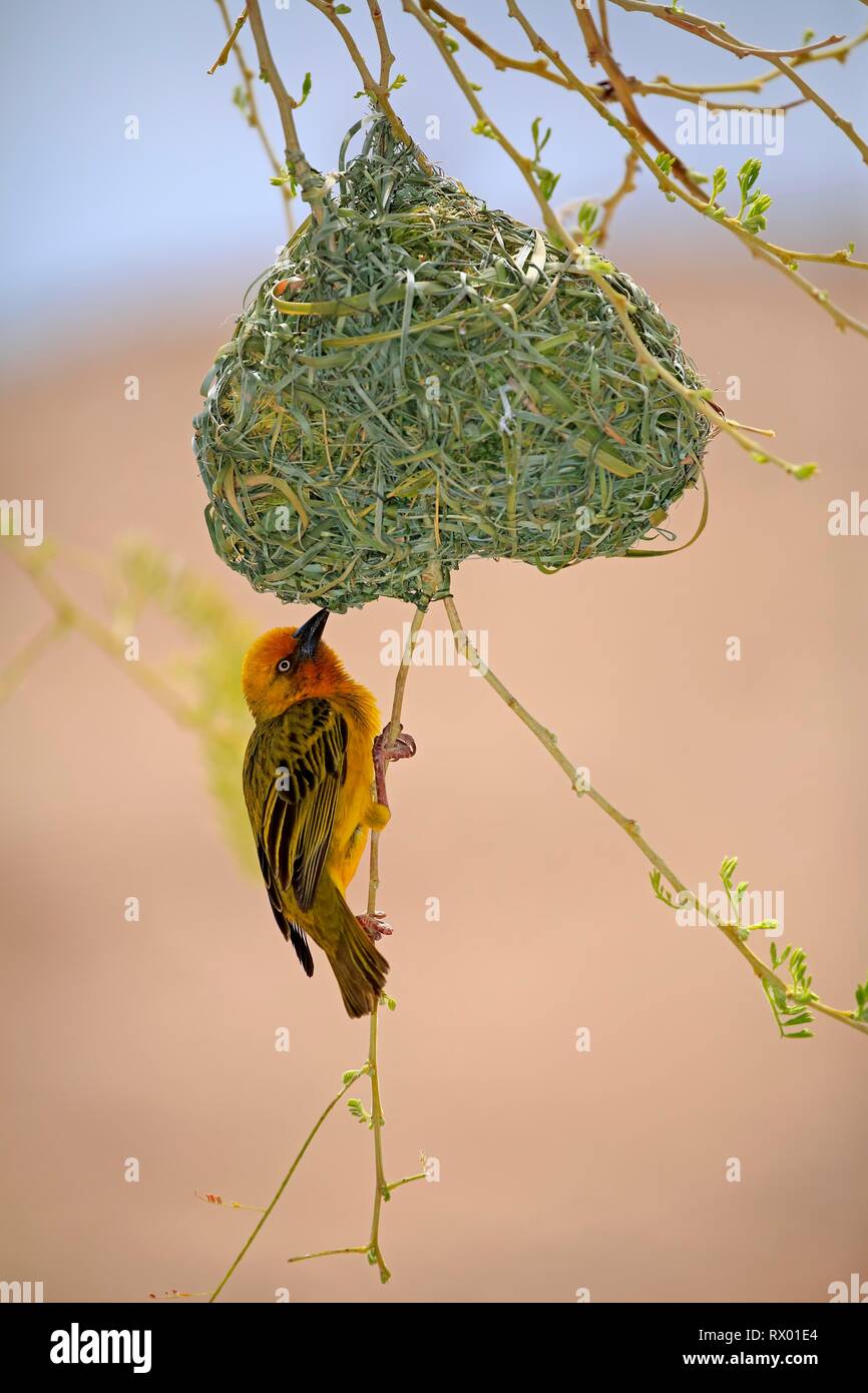 Cape Weaver (Ploceus capensis), adult male, hangs on nest, courtshiping, Little Karoo, Western Cape, South Africa Stock Photo
