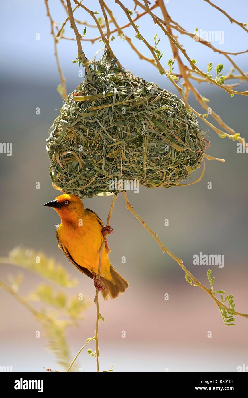 Cape Weaver (Ploceus capensis), adult male, on nest during courtshiping season, Little Karoo, Western Cape, South Africa Stock Photo