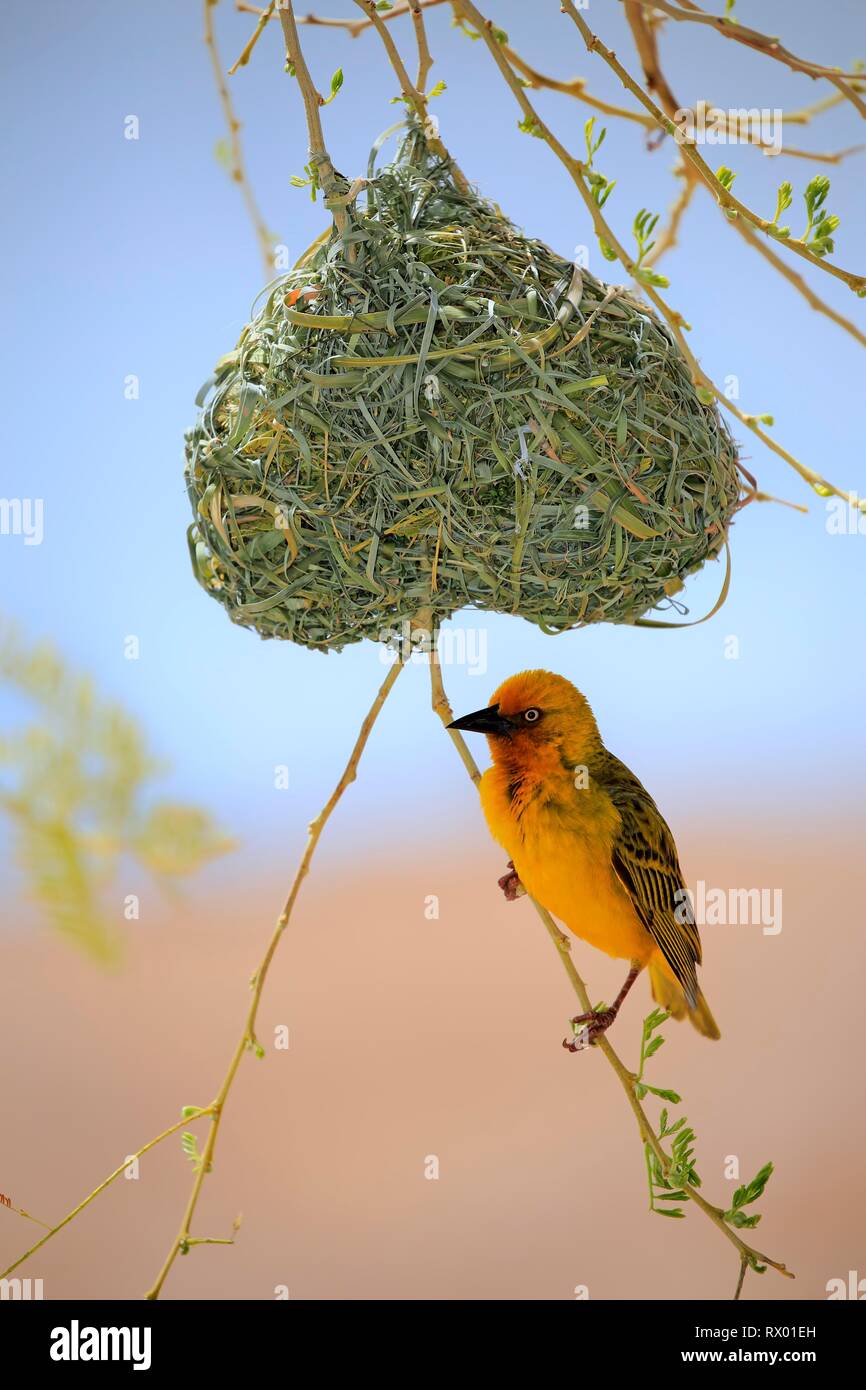 Cape Weaver (Ploceus capensis), adult male, on nest during courtshiping season, Little Karoo, Western Cape, South Africa Stock Photo