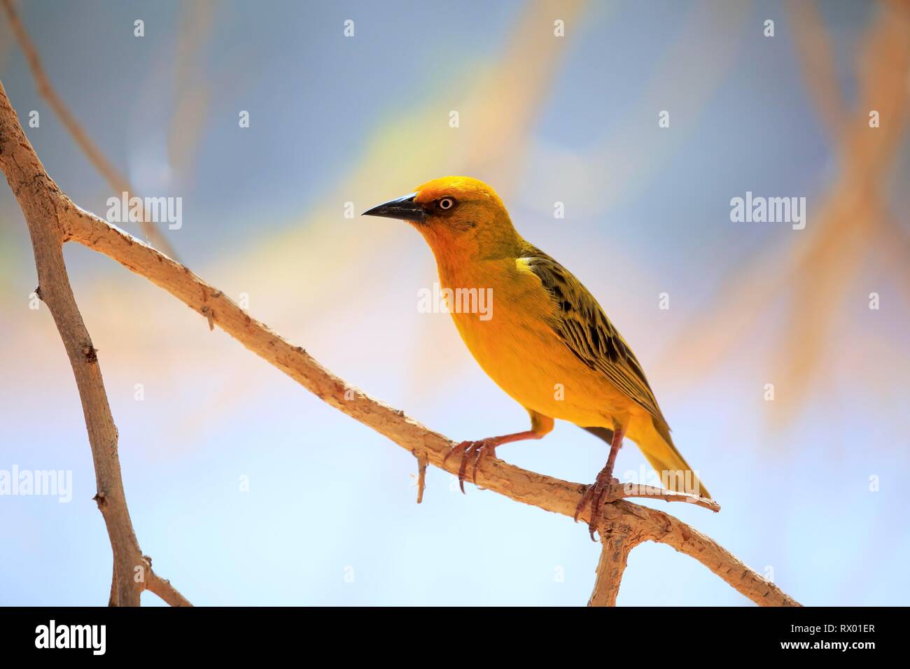Cape Weaver (Ploceus capensis), adult male, sits on branch, Little Karoo, Western Cape, South Africa Stock Photo