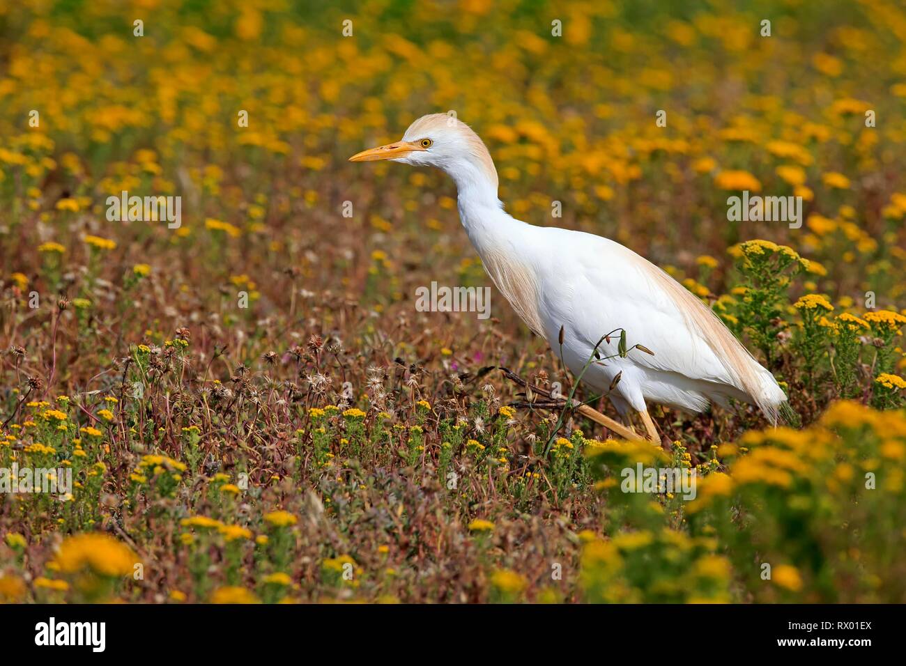 Cattle egret (Bubulcus ibis), adult foraging in flower meadow, hunting, West Coast National Park, Western Cape, South Africa Stock Photo