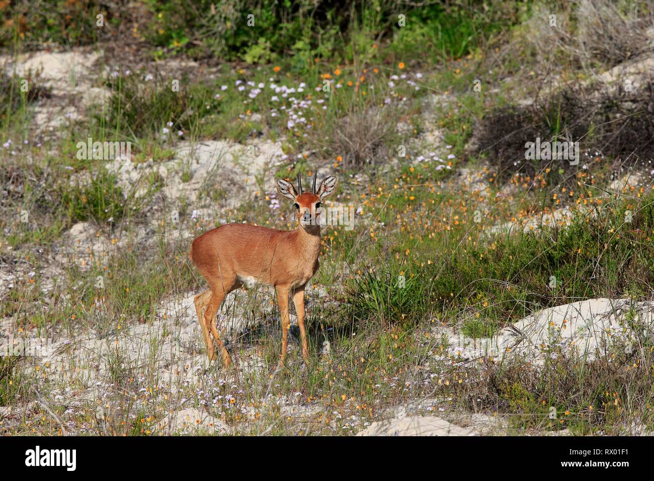 Steenboks (Raphicerus campestris), adult male alert in flower meadow, West Coast National Park, Western Cape, South Africa Stock Photo