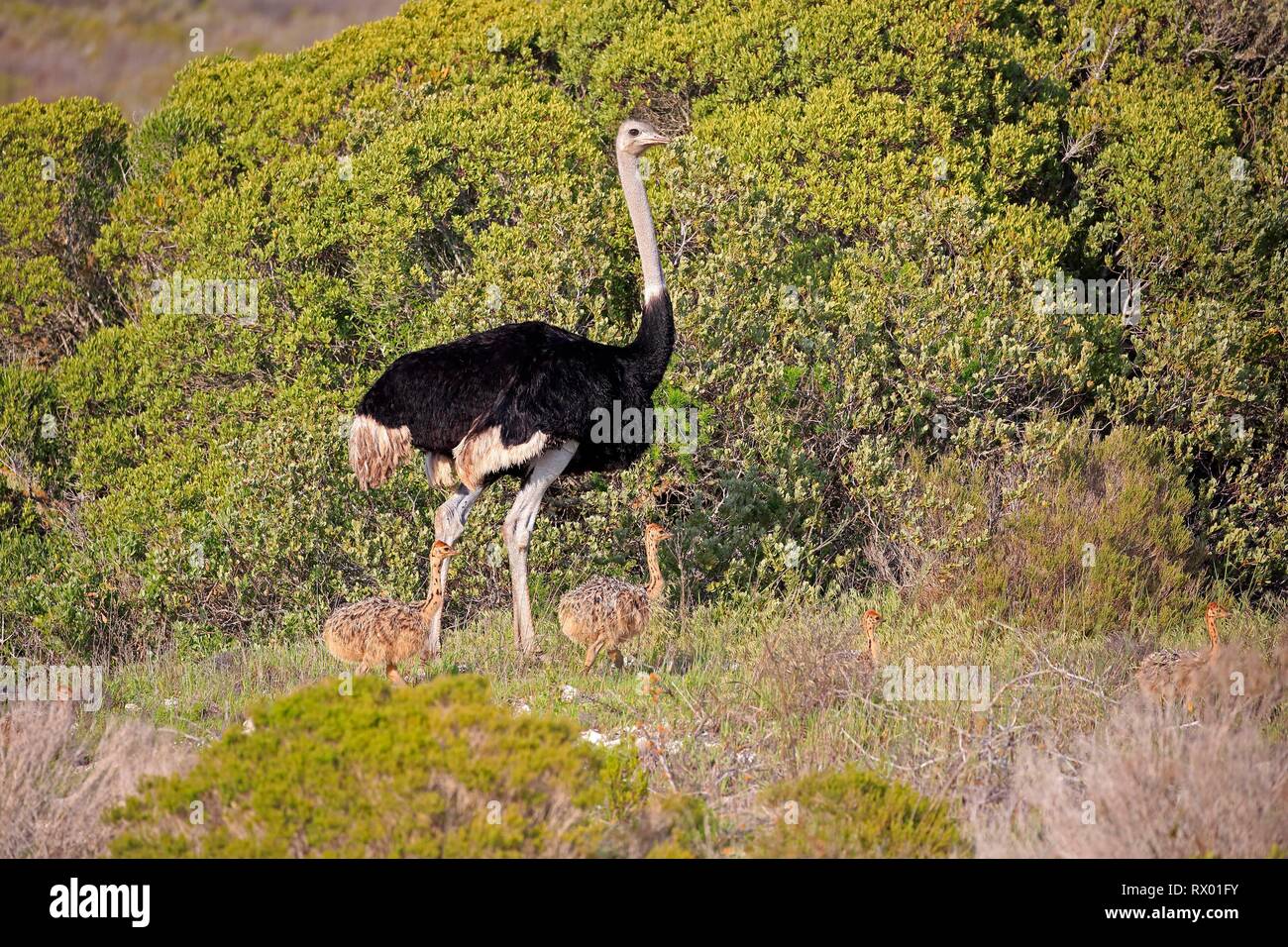 South African ostrich (Struthio camelus australis), adult male with young animal running, West Coast National Park, Western Cape Stock Photo