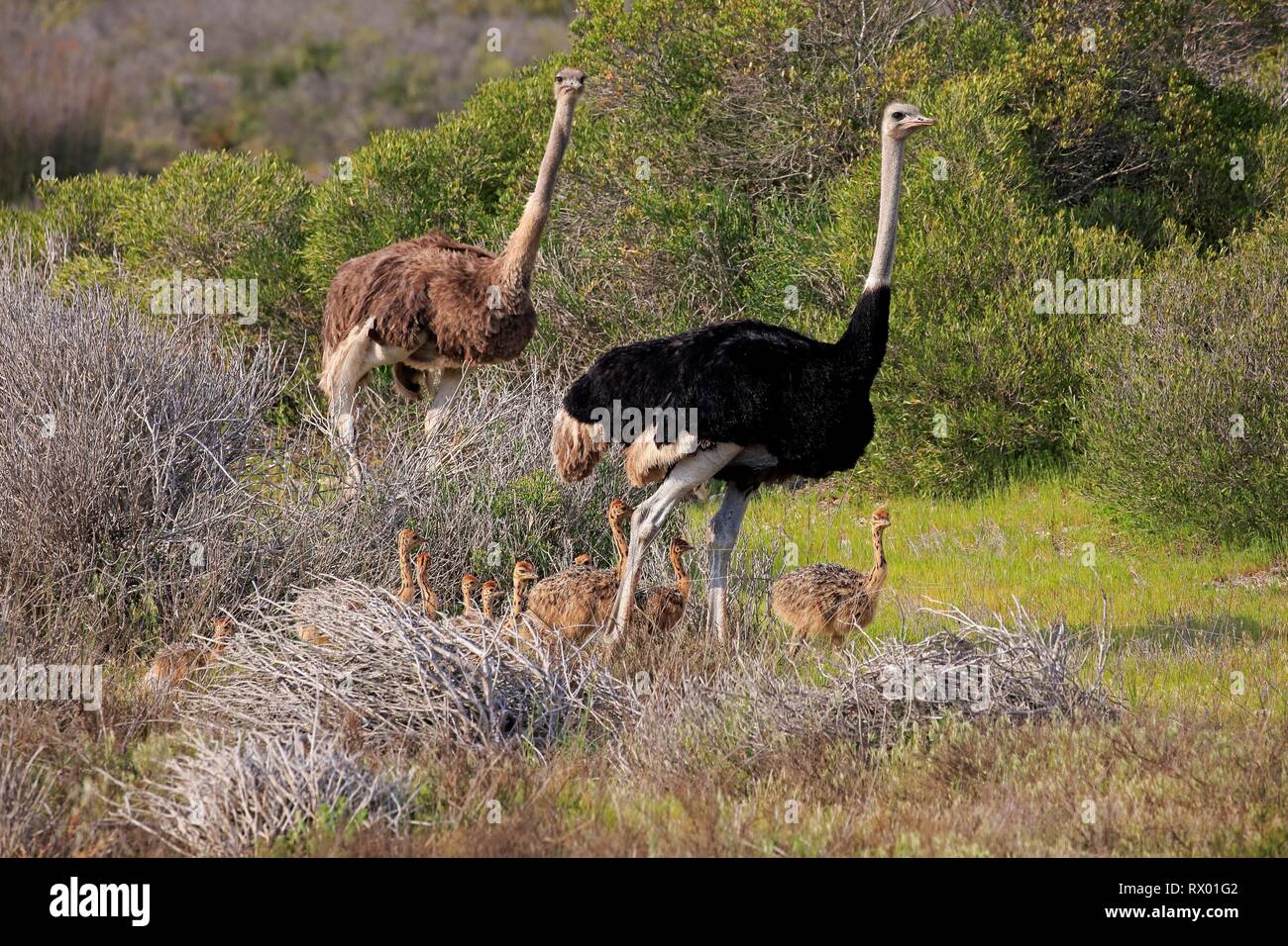 South African ostriches (Struthio camelus australis), animal family with young animals running through bushland Stock Photo