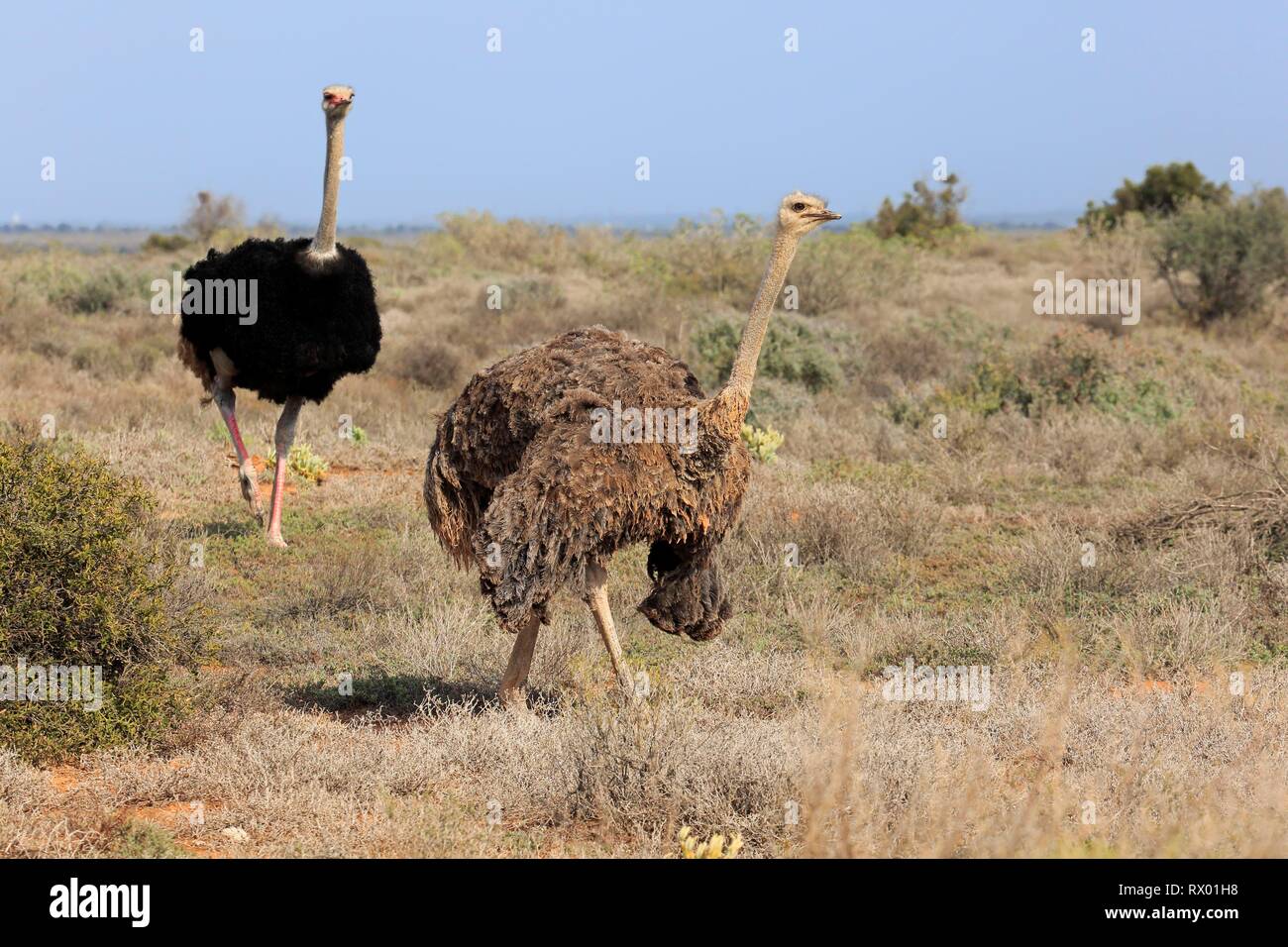 South African ostriches (Struthio camelus australis), adult, pair at mating season, male, female, Oudtshoorn, Little Karoo Stock Photo