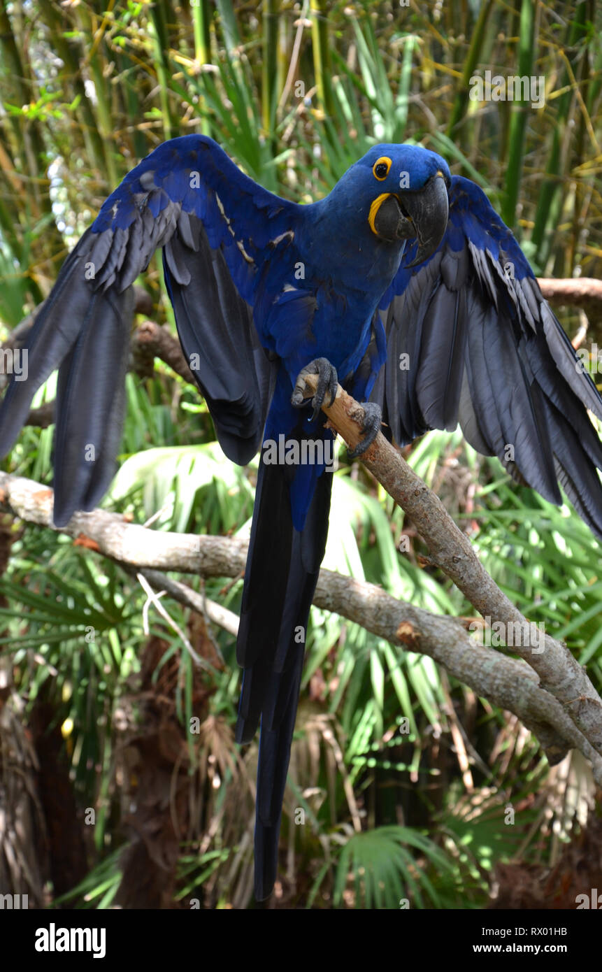 Blue Hyazinth Ara South America endangered species Stock Photo - Alamy