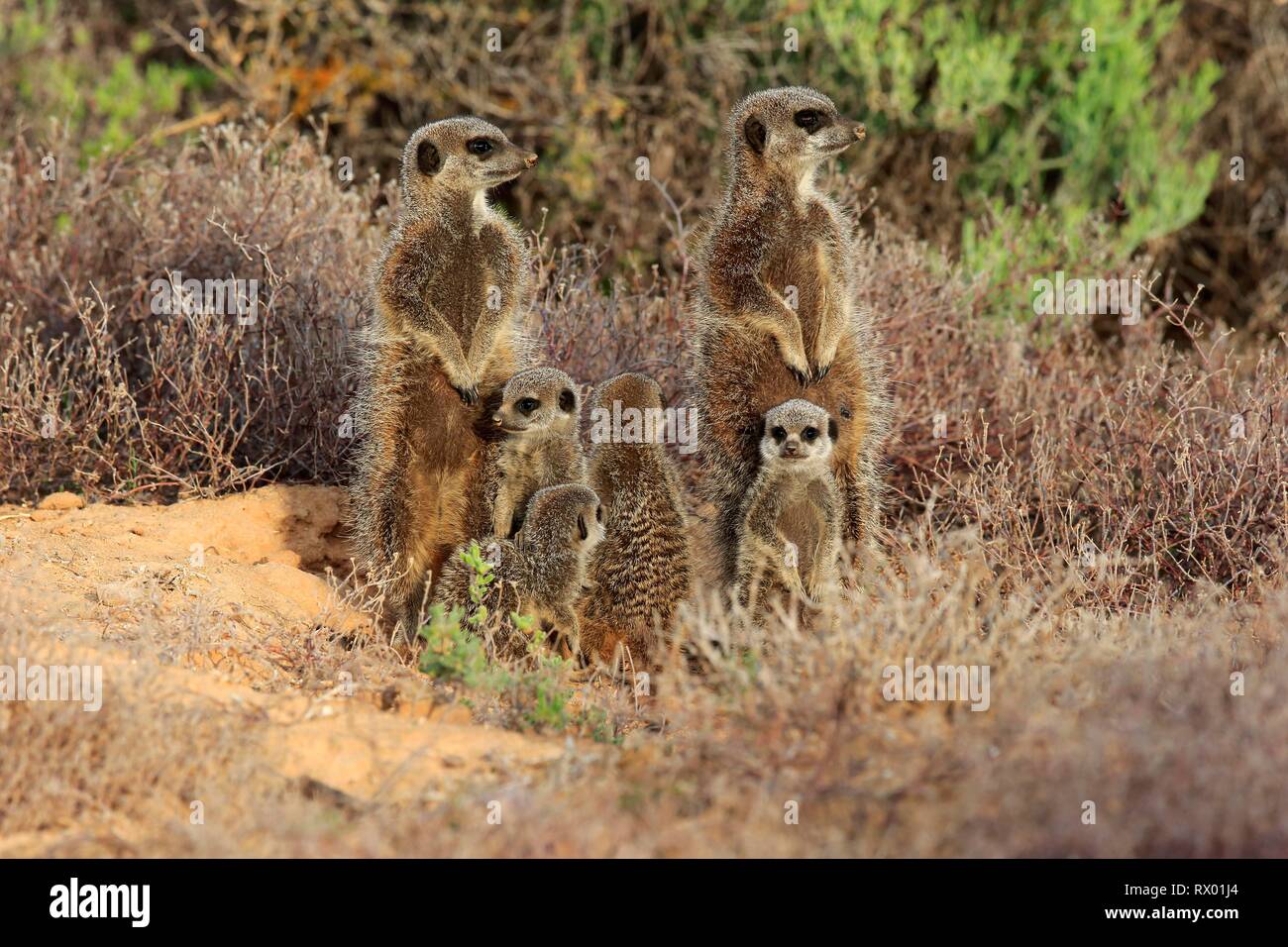 Meerkats (Suricata suricatta), adult with young animals, Oudtshoorn, West Cape, South Africa Stock Photo