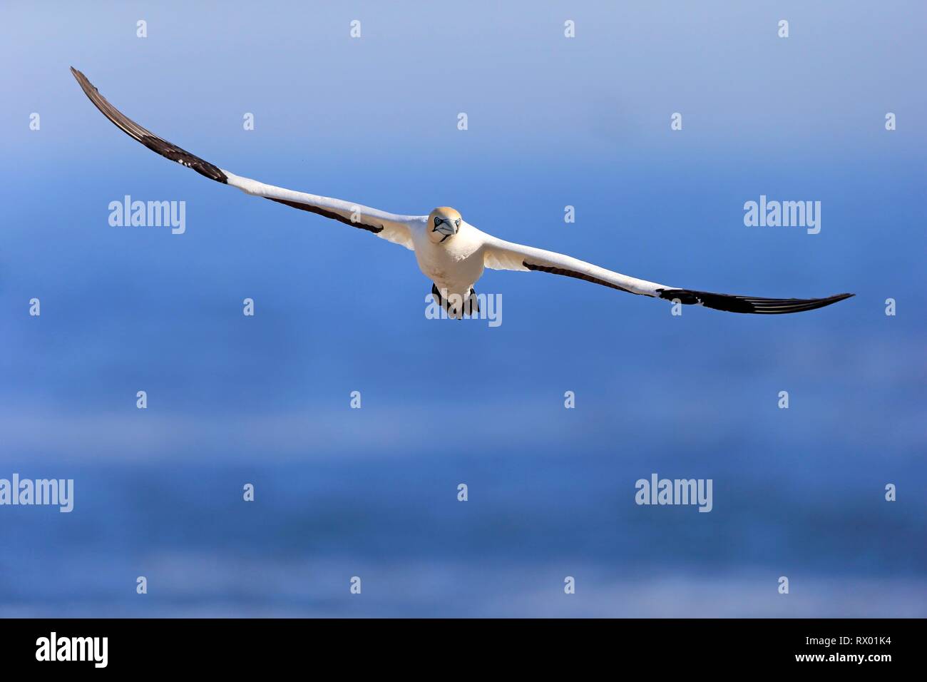 Cape Gannet (Morus capensis), adult flying, Lamberts Bay, Western Cape, South Africa Stock Photo