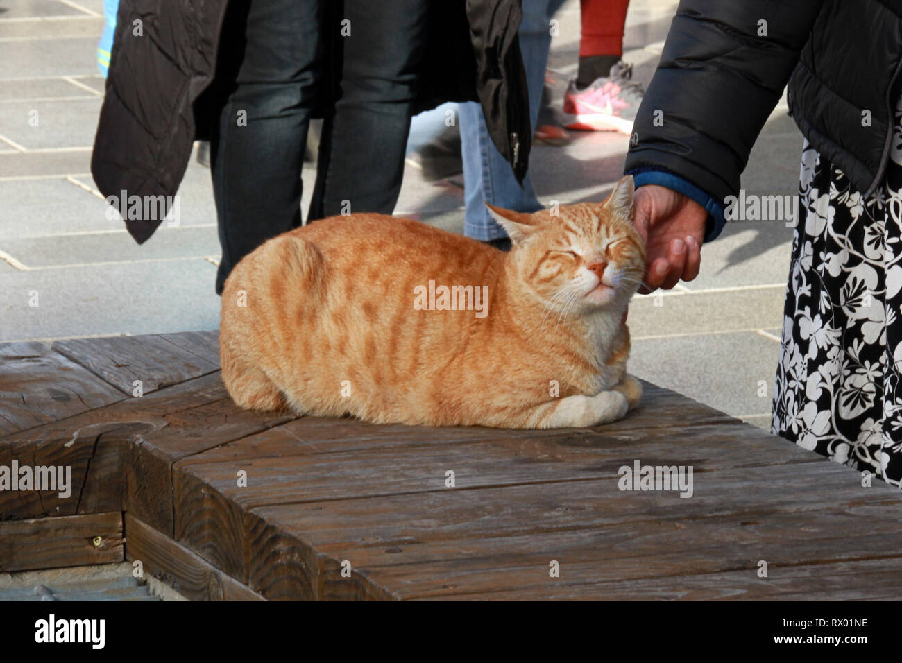 A friendly feral community cat enjoys an ear rub from a passing pedestrian near Rambam Hospital in Haifa Israel. Stock Photo