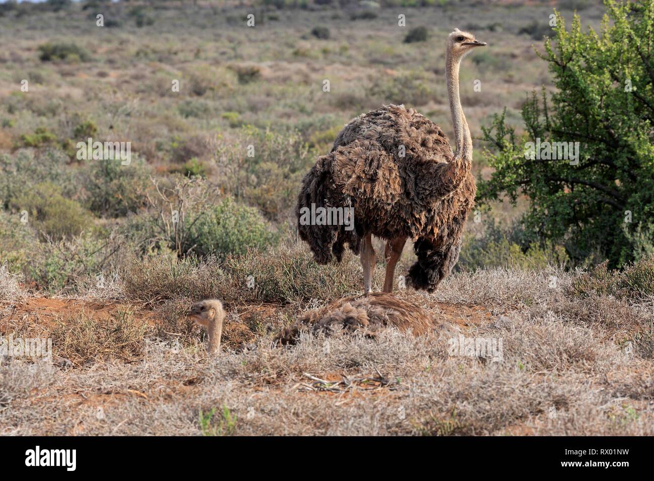 South African ostriches (Struthio camelus australis), two females on clutch, breeding on nest, Little Karoo, Western Cape Stock Photo