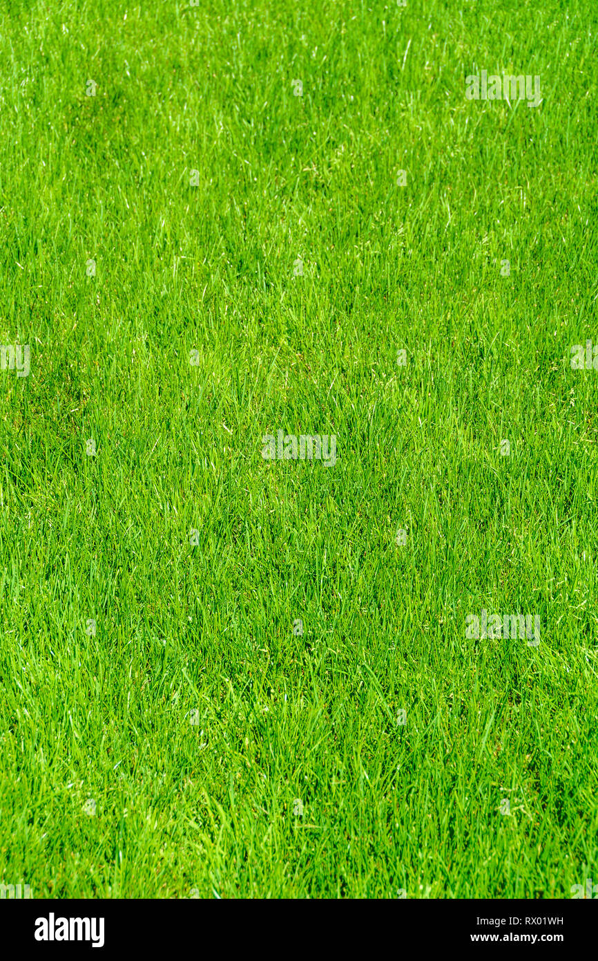 Grass lawn natural texture. Green grass background Stock Photo - Alamy