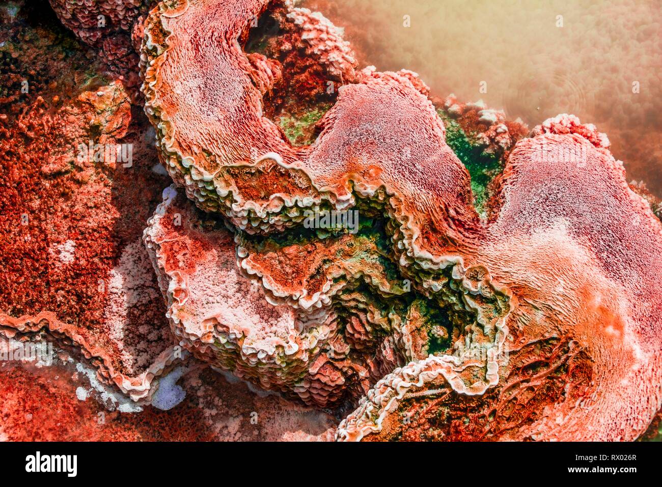 Detail photo, hot spring with orange mineral deposits and algae, Palette Springs, Upper Terraces, Mammoth Hot Springs Stock Photo