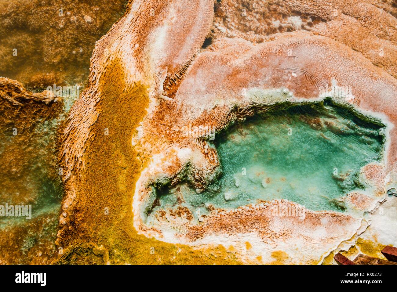Detail photo, hot spring with orange mineral deposits and algae, Palette Springs, Upper Terraces, Mammoth Hot Springs Stock Photo