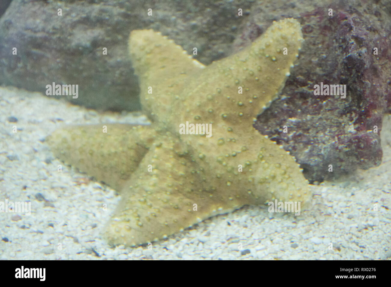 Underwater rock wall hi-res stock photography and images - Alamy