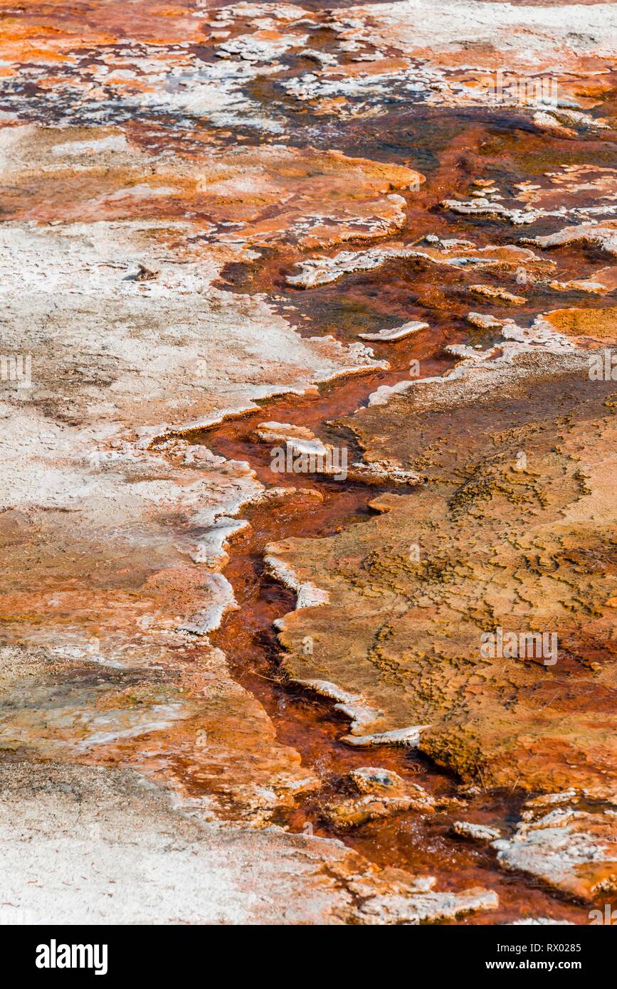 Hot springs, orange mineral deposits and bacterial colonies, Palette Springs, Upper Terraces, Mammoth Hot Springs Stock Photo