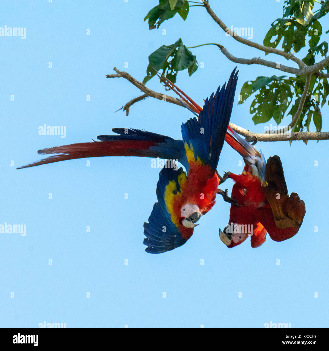 A pair of Scarlet Macaws hang upside down clawing at each other with their talons Stock Photo