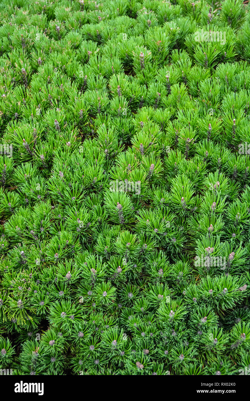 Green pine tree leaves texture natural backdrop. Stock Photo