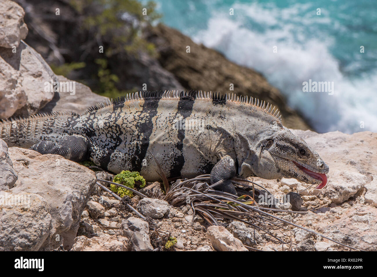 iguana sunning on a rocky ocean beach Stock Photo