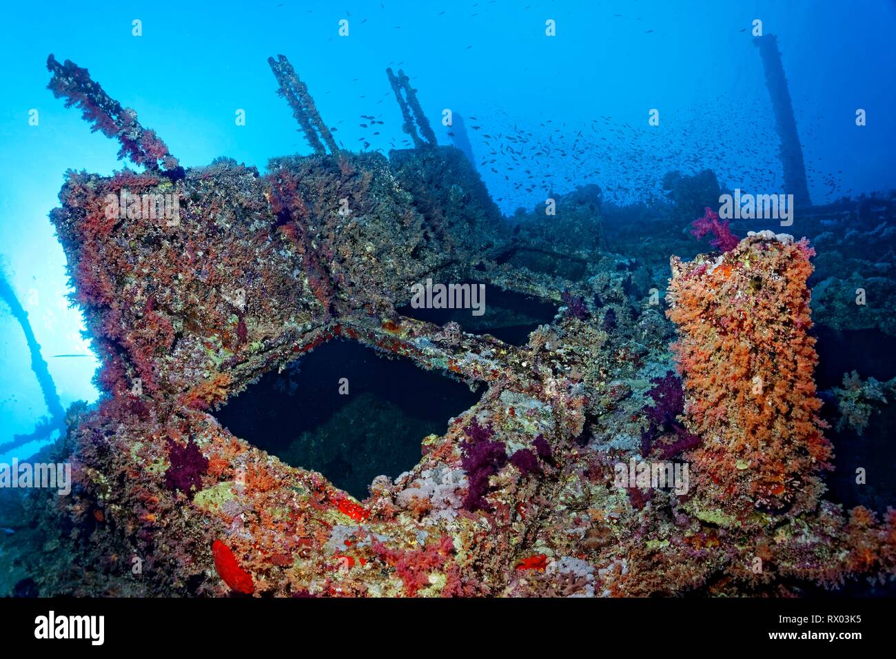 Overgrown shipwreck of the Numidia, sunken 20.07.1901, Red Sea, Big Brother Island, Brother Islands, El Alkhawein, Egypt Stock Photo