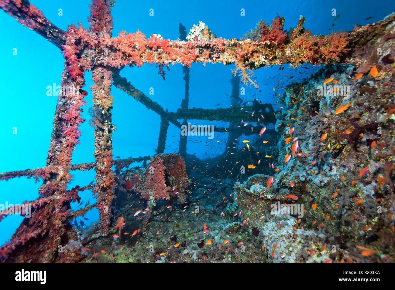 Overgrown shipwreck of the Numidia, sunken 20.07.1901, Red Sea, Big Brother Island, Brother Islands, El Alkhawein, Egypt Stock Photo
