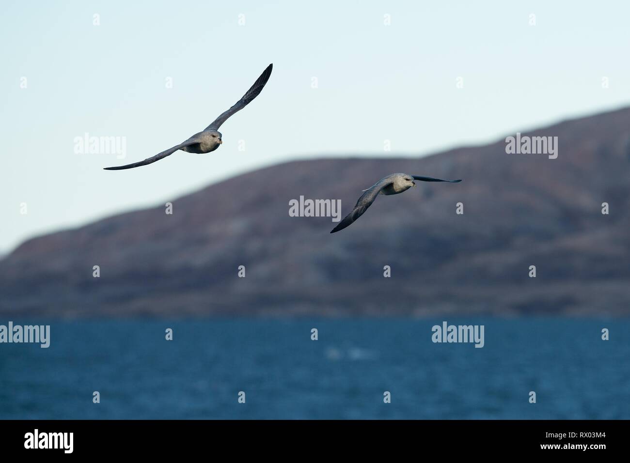 Northern fulmars (Fulmarus glacialis) in flight, Spitsbergen, Svalbard, Norway Stock Photo