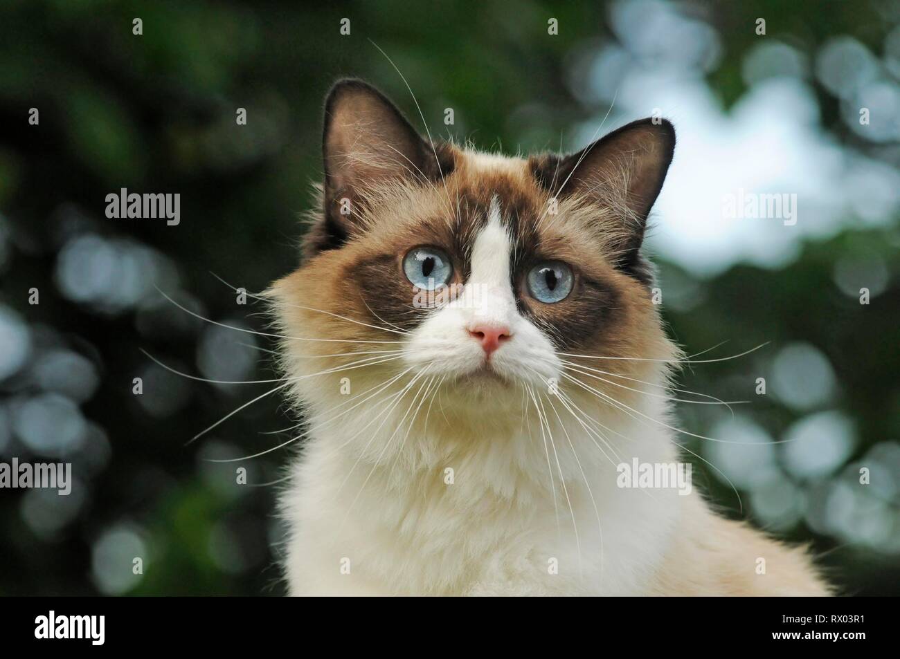 Ragdoll, cat, seal bicolor point, tomcat, animal portrait, Austria Stock