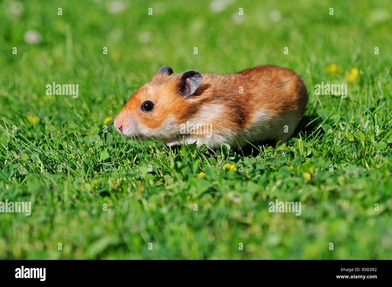 Golden hamster (Mesocricetus auratus), runs through Wiese, Austria Stock Photo
