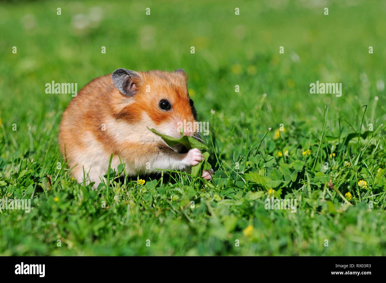 Golden hamster (Mesocricetus auratus), sits in meadow and eats grass