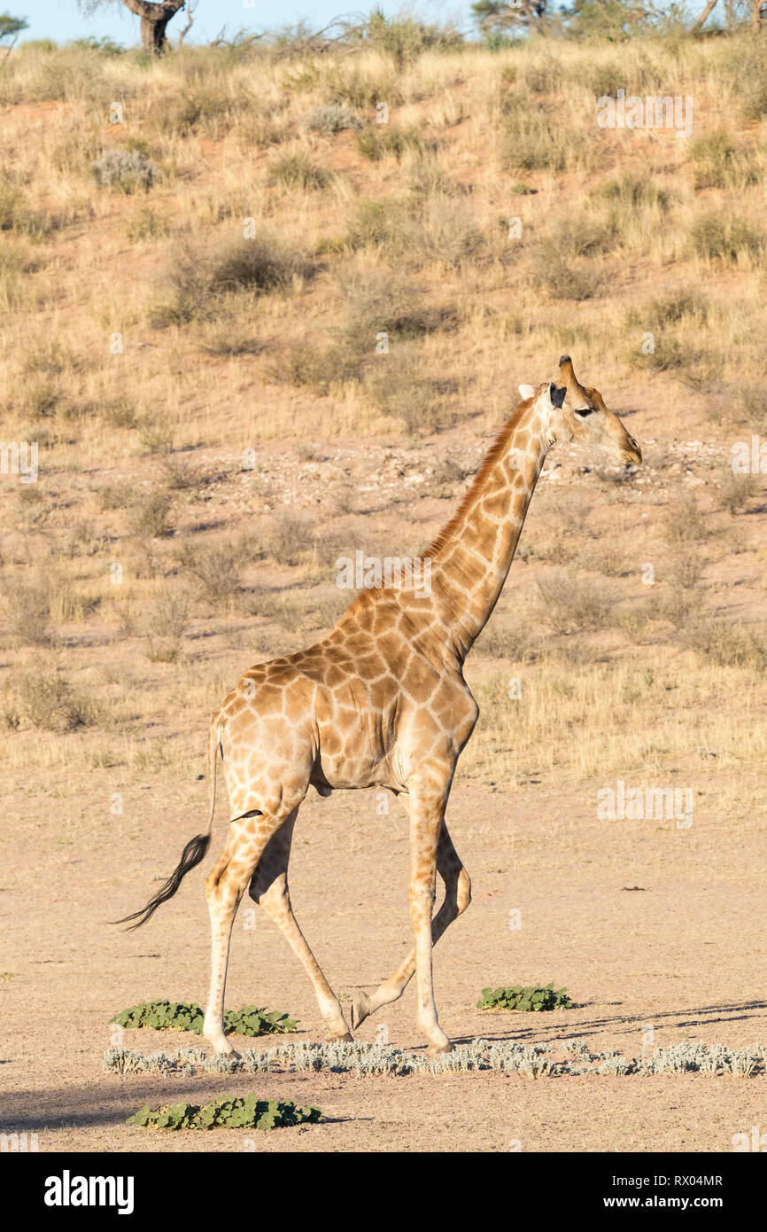 Giraffe (Giraffa camelopardalis) walking along the dry riverbed of the Auob River at sunset,, Kgalagadi Trandfrontier Park, Northern Cape, Kalahari, S Stock Photo