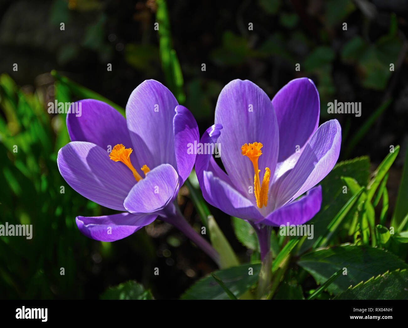 Crocus sativus. Stock Photo