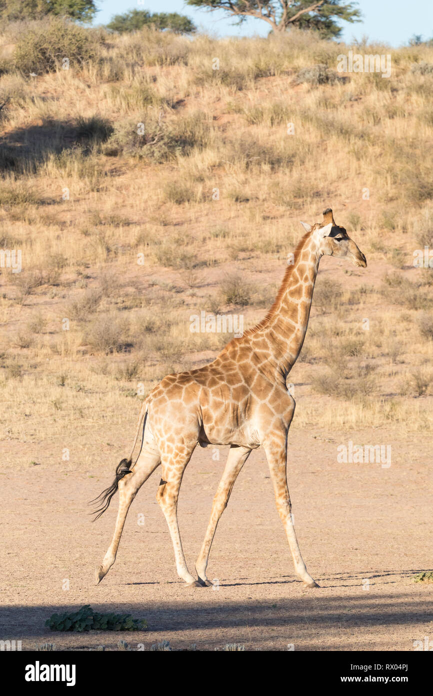 Giraffe (Giraffa camelopardalis) walking along the dry riverbed of the Auob River at sunset,, Kgalagadi Trandfrontier Park, Northern Cape, Kalahari, S Stock Photo