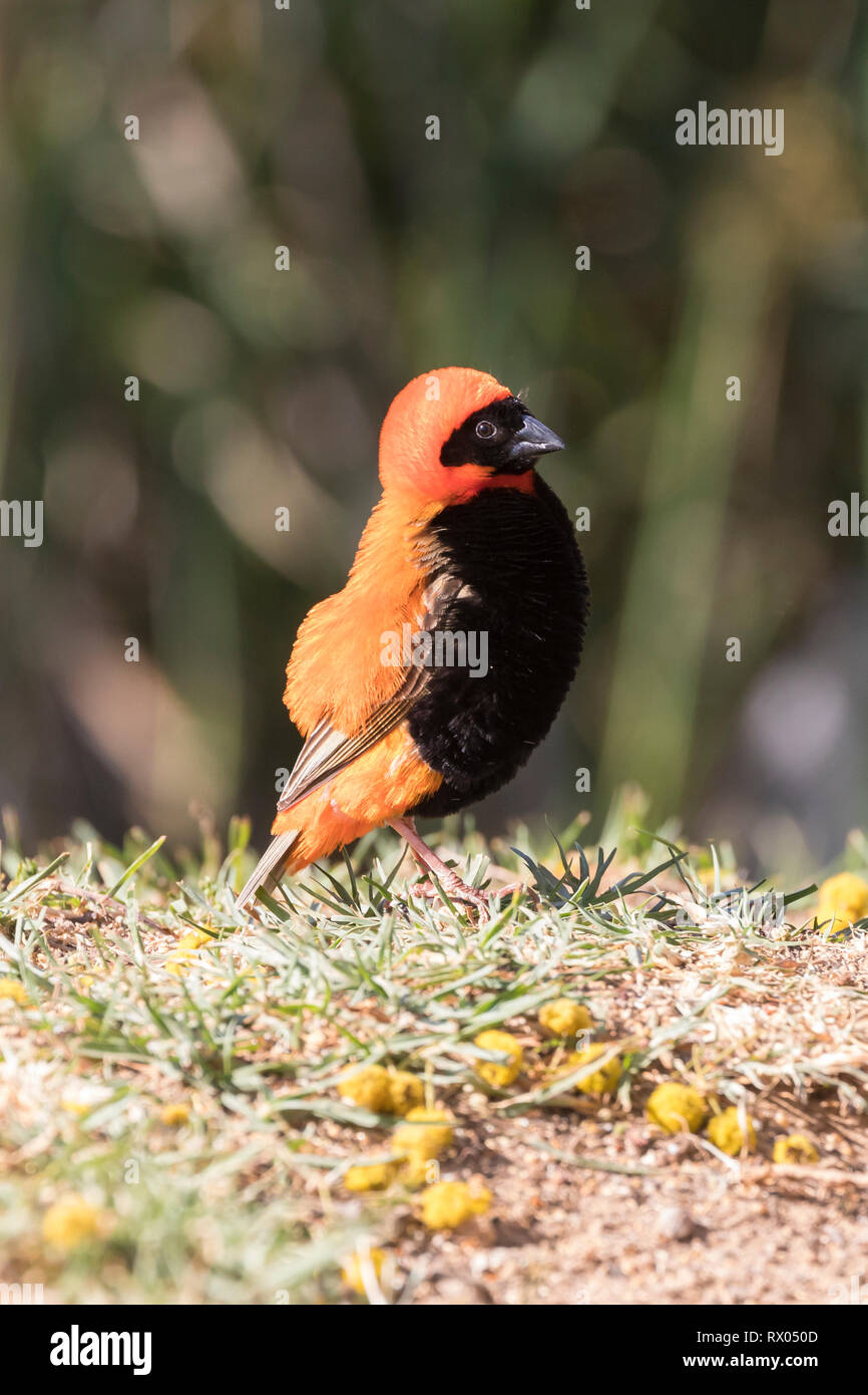 Southern Red Bishop (Euplectes orix) breeding male  displaying on the ground with fluffed feathers  in summer, Robertson, Western Cape, South Africa, Stock Photo