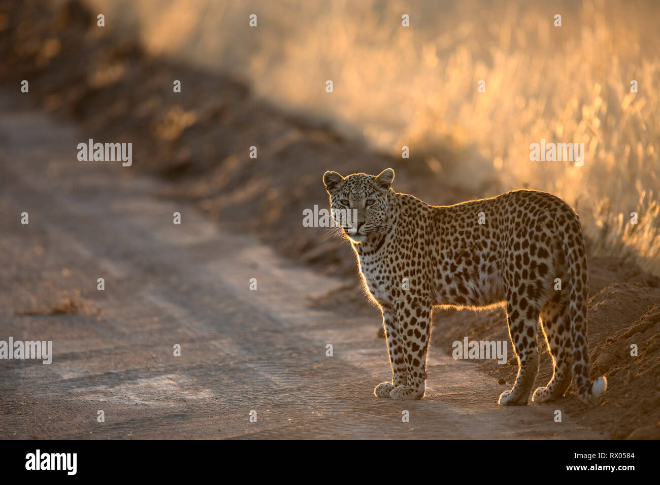 Leopard in the golden afternoon light. Stock Photo