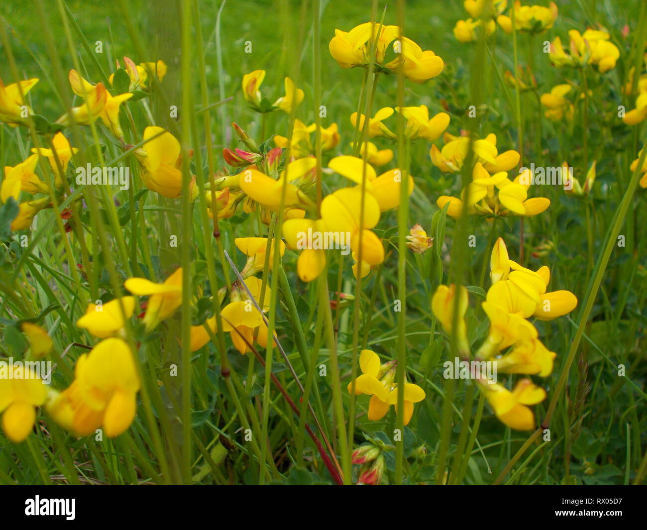 Wild Flowers in Springtime Stock Photo