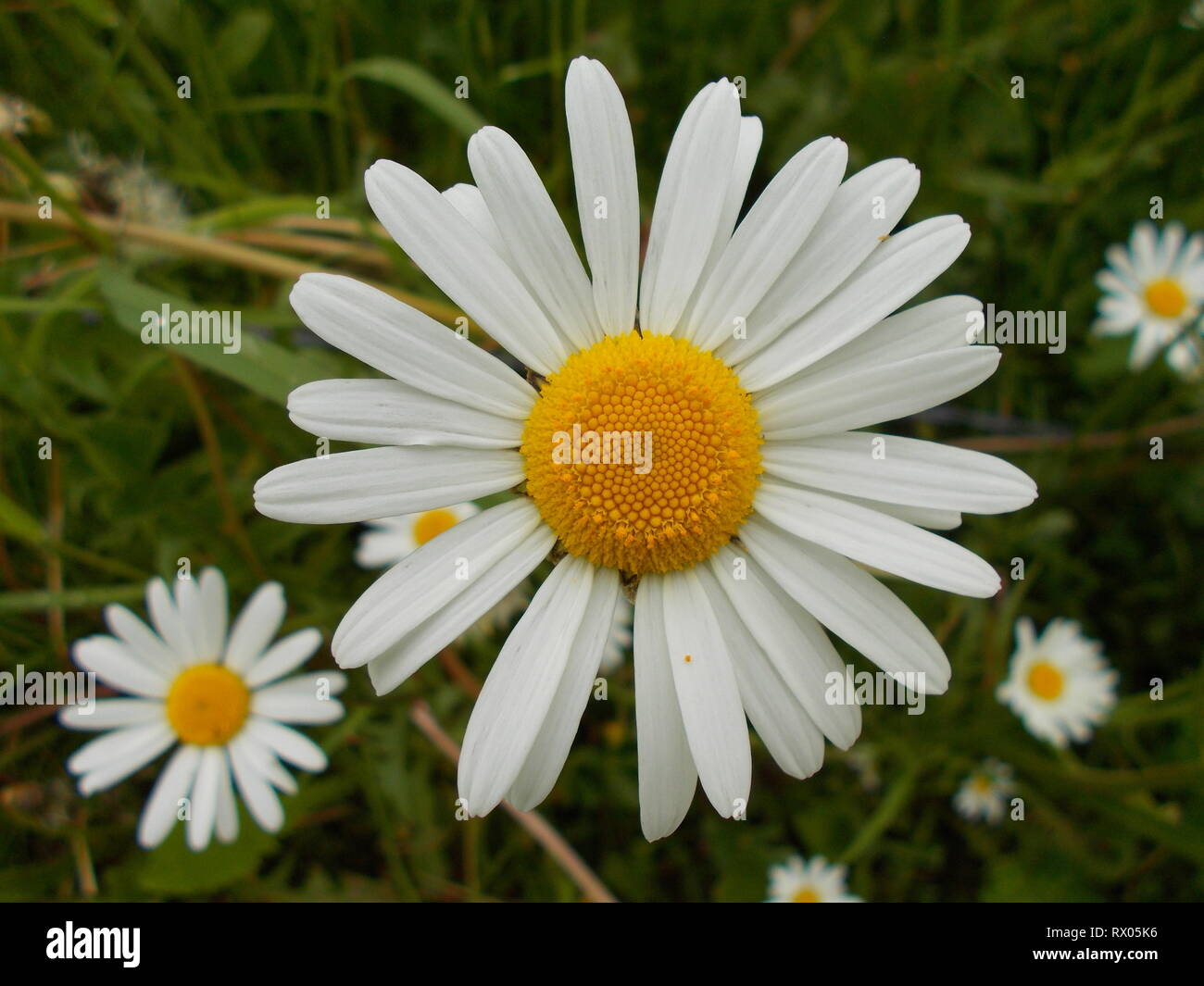 Wild Flowers in Springtime Stock Photo