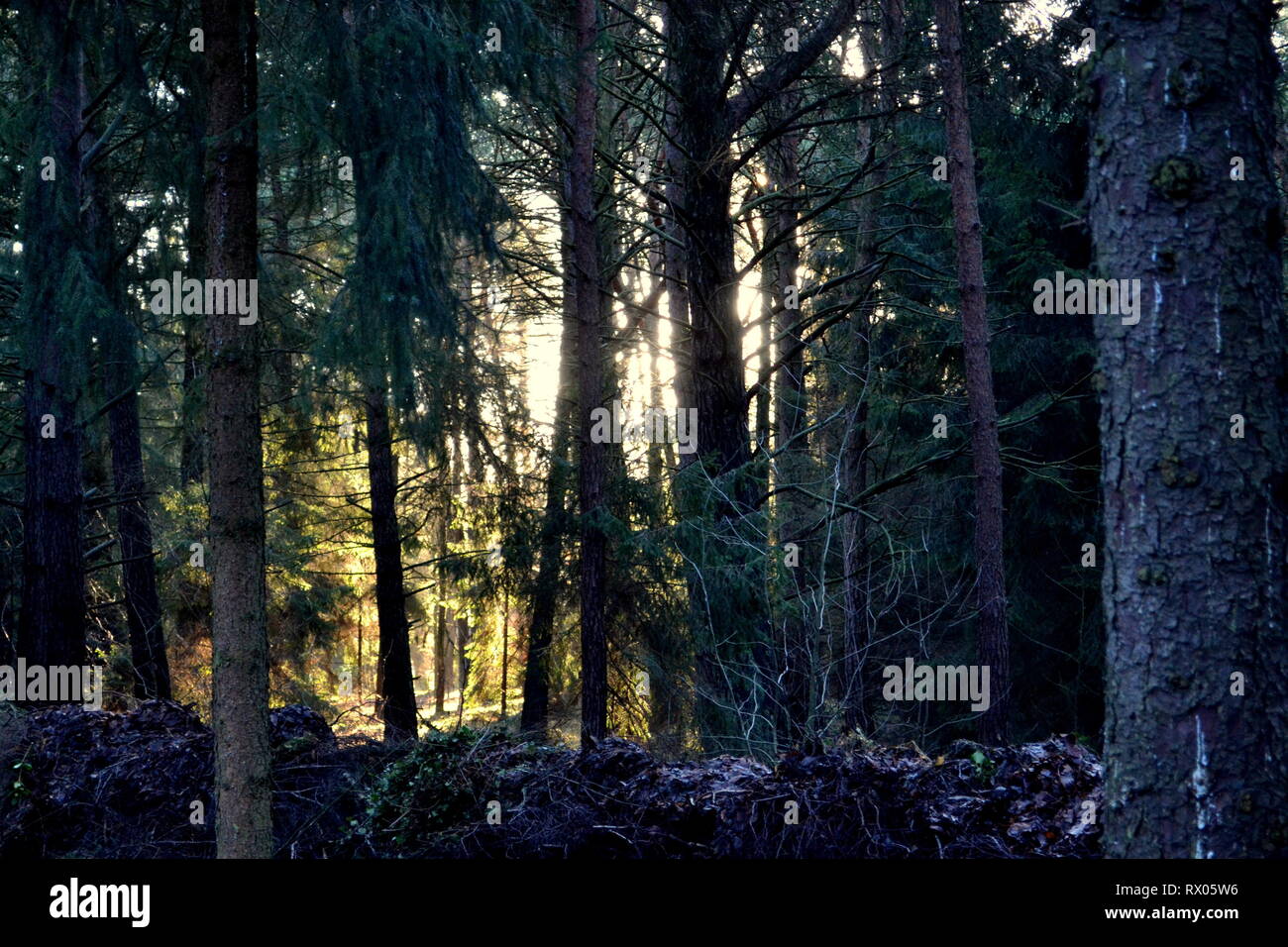 Magical Forest Sunlight and Shadows Stock Photo