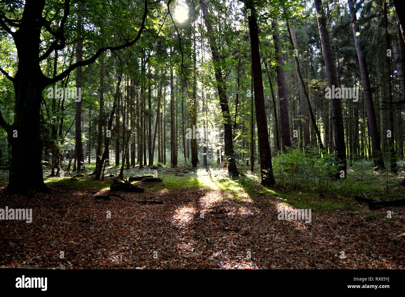 Magical Forest Sunlight and Shadows Stock Photo