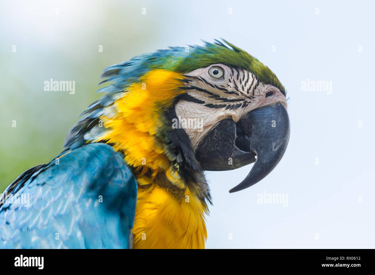 Parrot Stock Photo