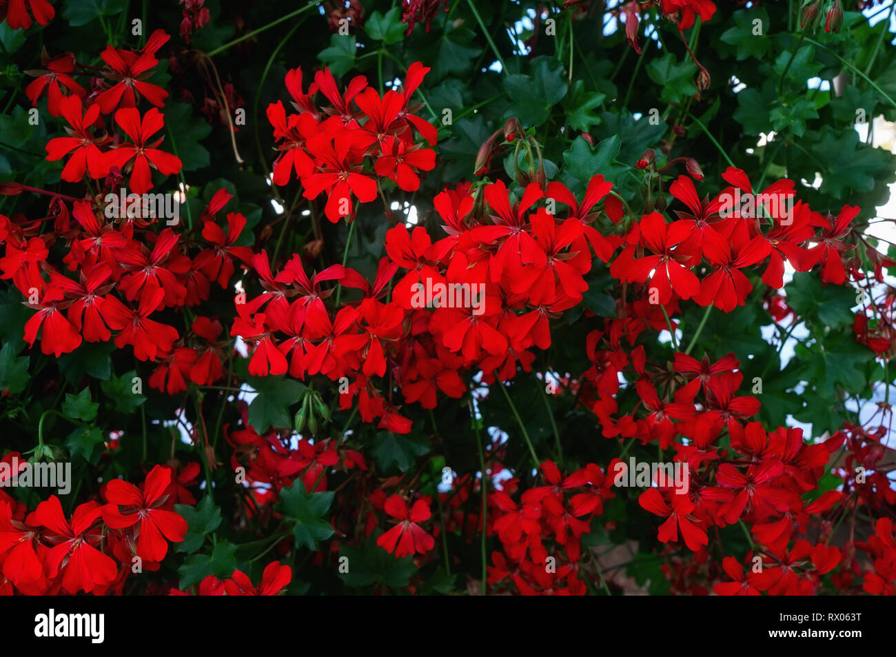 Geranium Flowers On A Stone Wall For A Beautiful Floral Background Close Up Stock Photo Alamy