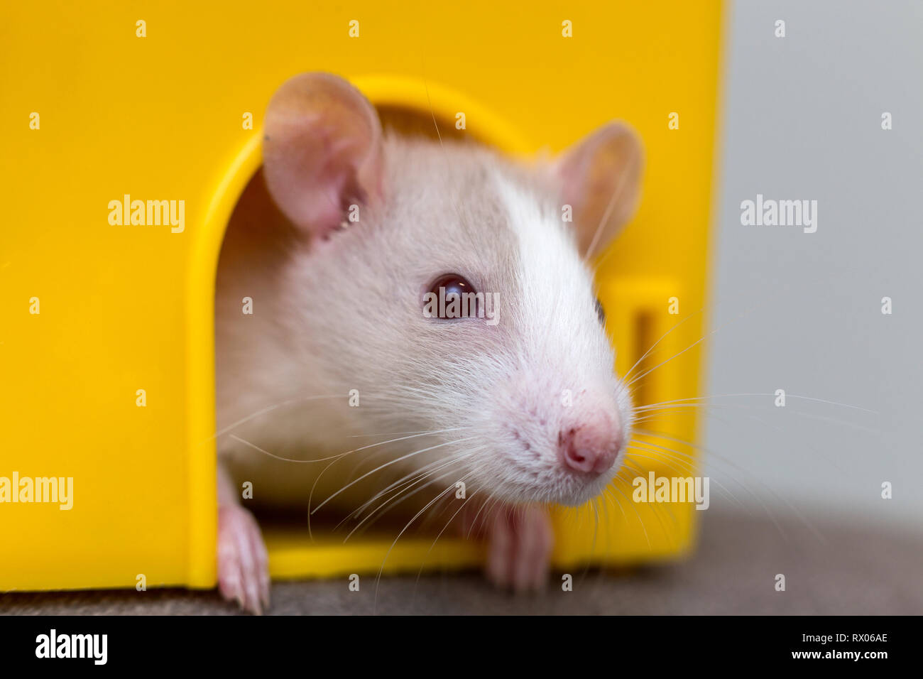 Funny young white and gray tame curious mouse hamster baby with shiny eyes  looking from bright yellow cage window. Keeping pet friends at home, care a  Stock Photo - Alamy