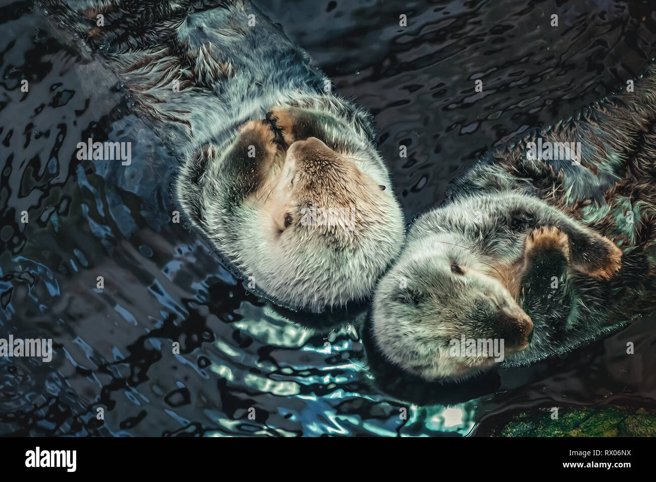 Two sea Otter floating on his back Stock Photo - Alamy