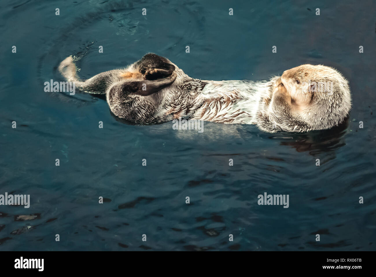A sea Otter floating on his back Stock Photo - Alamy