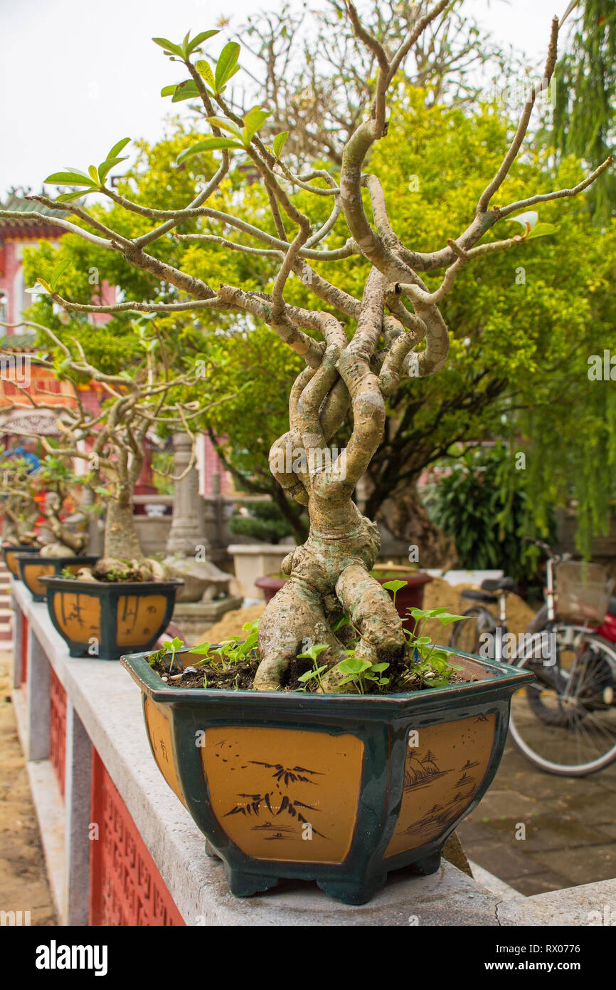 A plant in the grounds of the Phuoc Kien (or Fukian, Fujian or Phuc Kien) Assembly Hall built in 1697 by Chinese merchants in the historic UNESCO list Stock Photo