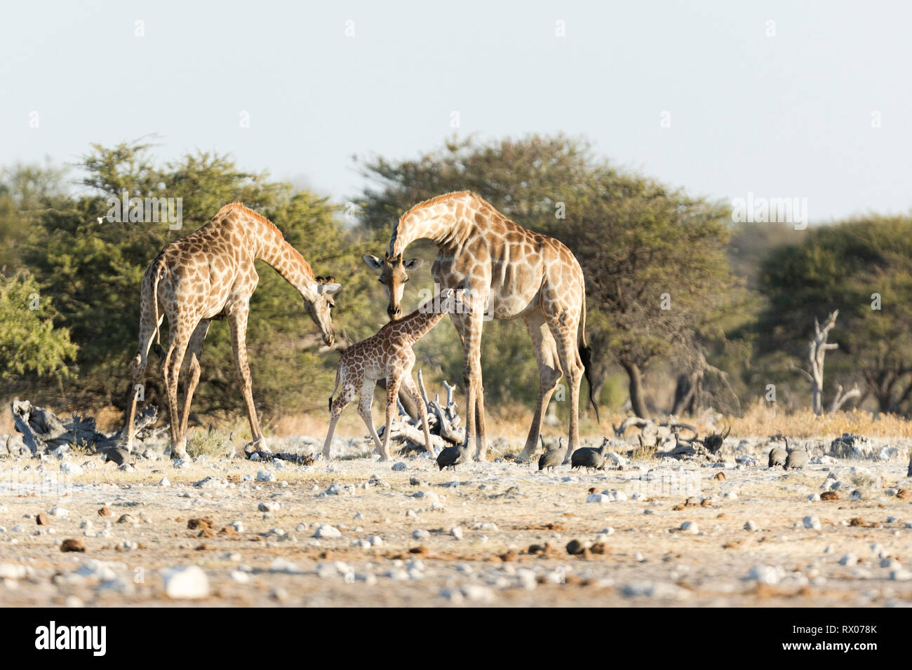 Giraffes in Etosha national park, Namibia. Stock Photo