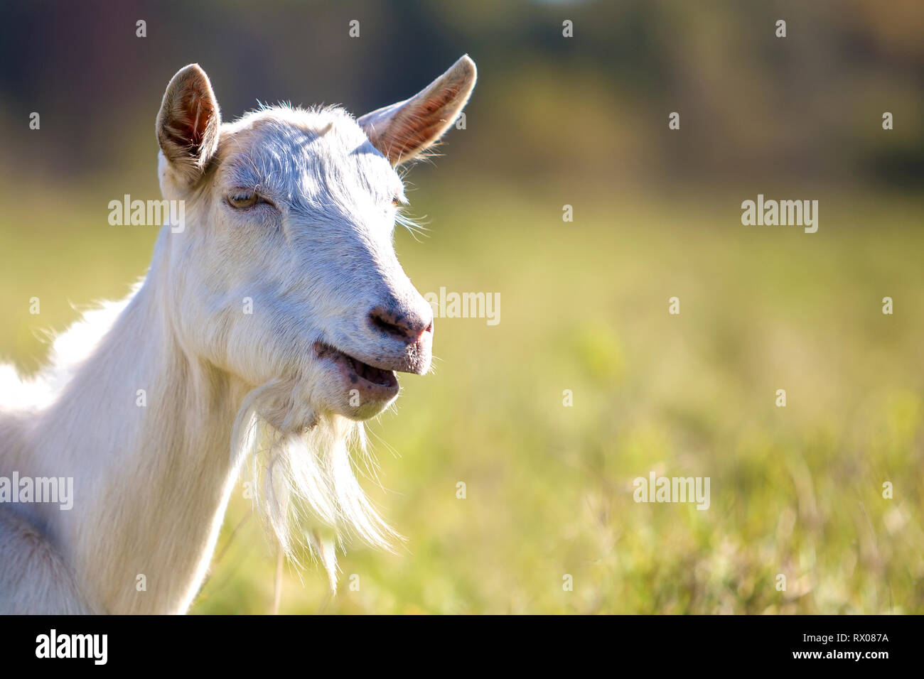 Useful animals hi-res stock photography and images - Alamy Useful animals hi-res stock photography and images - Alamy