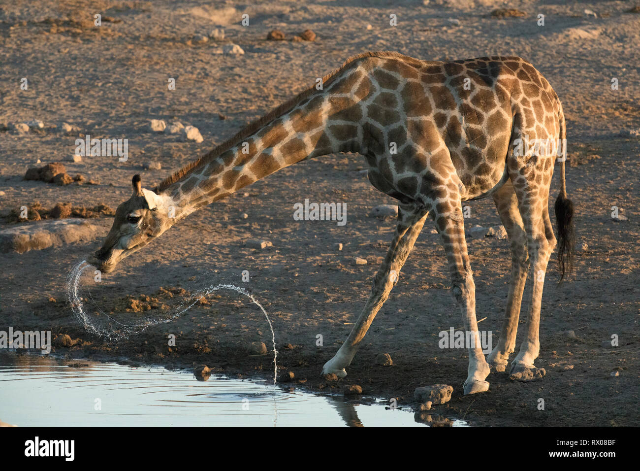 A Giraffe drinking at a water hole in Etosha national Park, Namibia. Stock Photo