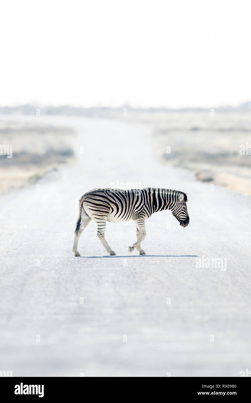Black and white zebra crossing hires stock photography and images Alamy