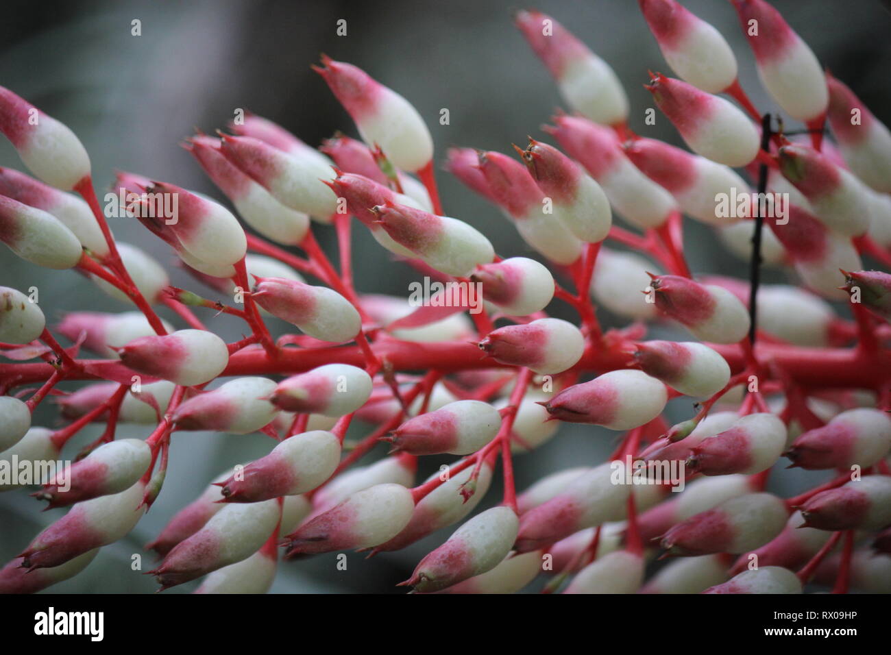 Portea petropolitana, bromeliad, flowering plant. Stock Photo
