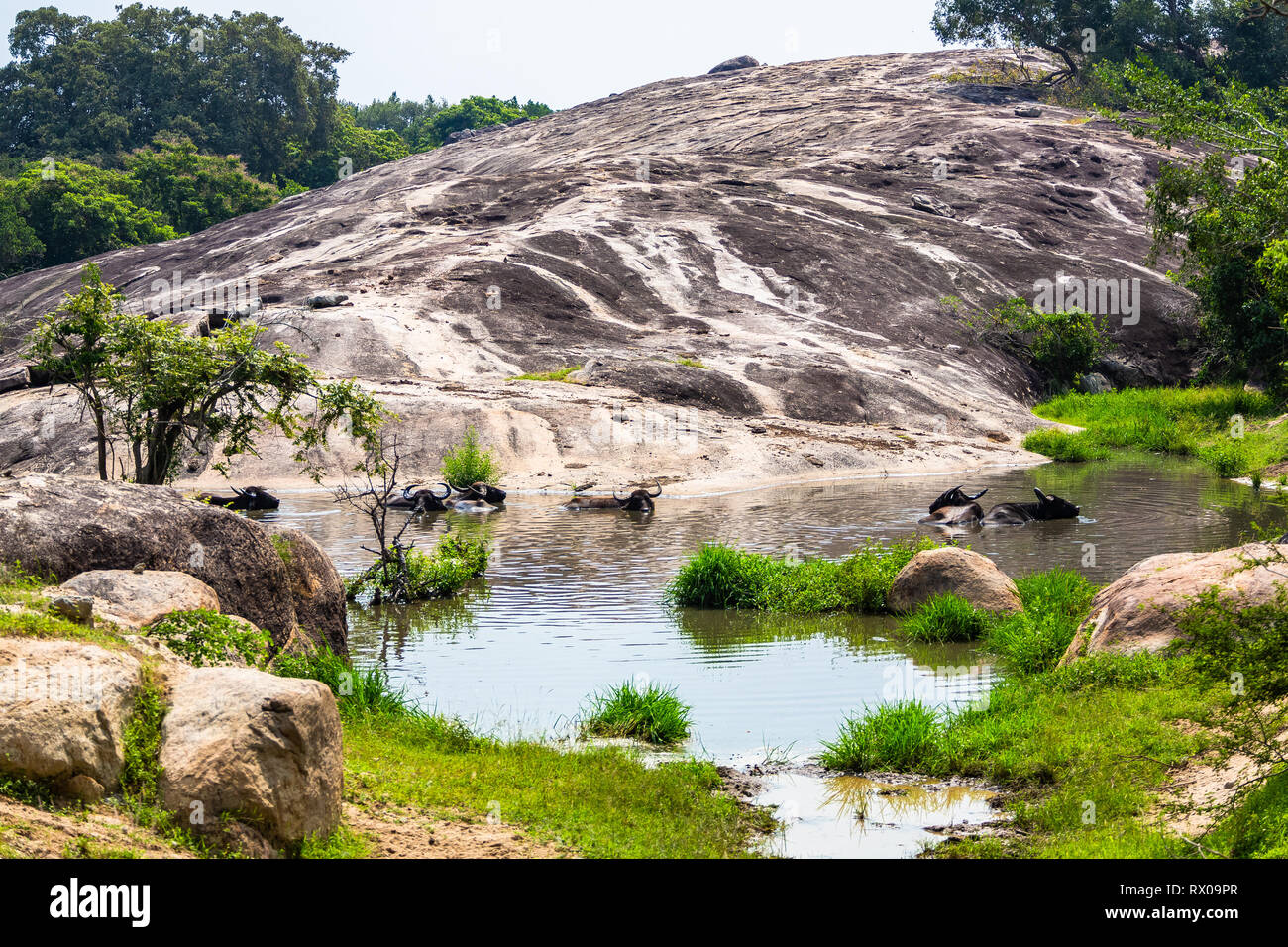 Water buffalo. Yala National Park. Sri Lanka. Stock Photo